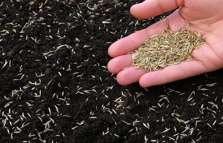 Засяване на тревна трева Засяване на тревна трева