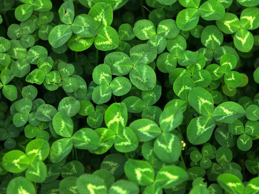 Микрокловър Микрокловър