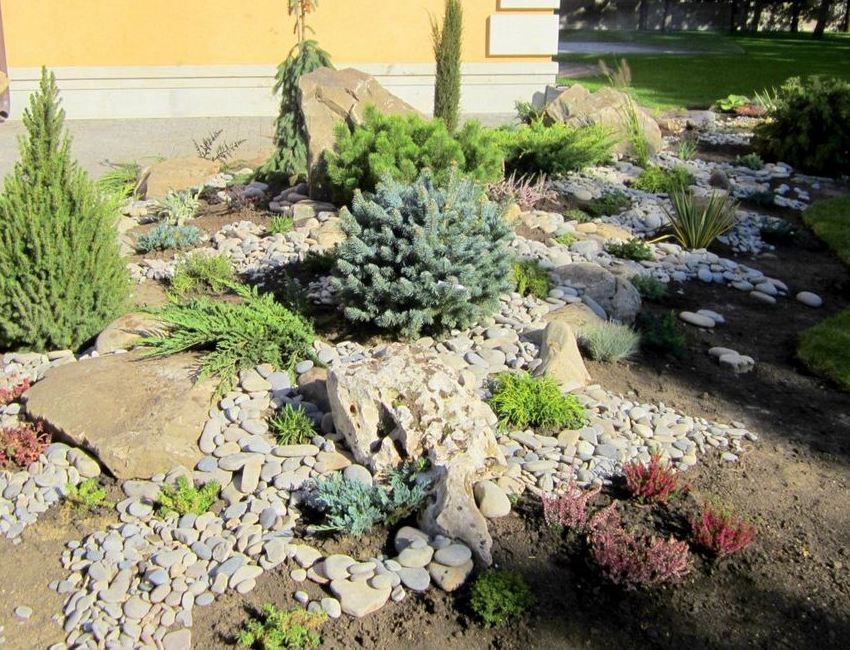 Krok 4: sadzenie drzew iglastych Krok 4: sadzenie drzew iglastych