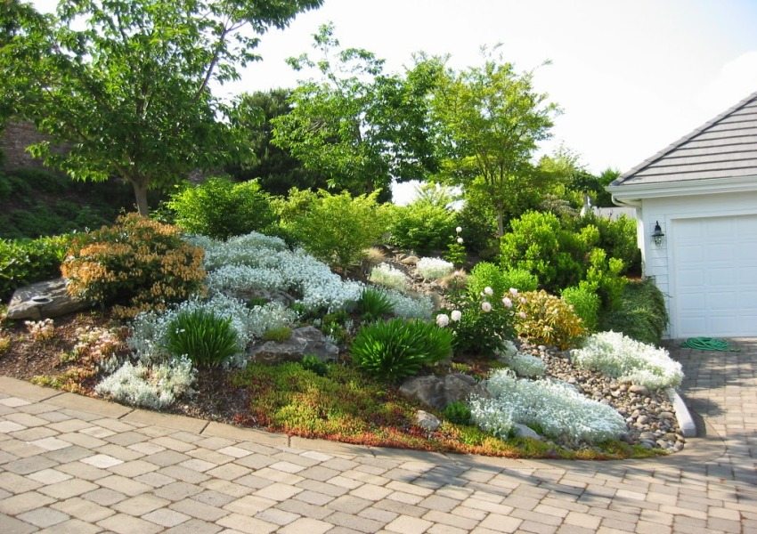 Zimozielone na alpejskiej zjeżdżalni Zimozielone na alpejskiej zjeżdżalni