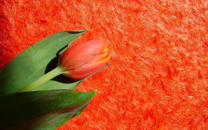 Flytende tapet i dyp rød farge Flytende tapet i dyp rød farge