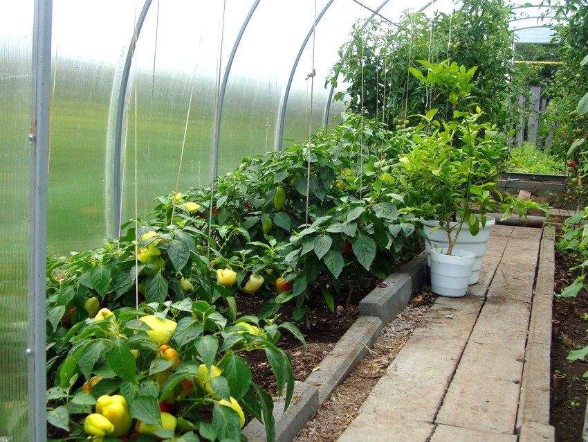 Szklarnię łukową można zmontować, łącząc sztywny profil i rury PCV Szklarnię łukową można zmontować, łącząc sztywny profil i rury PCV