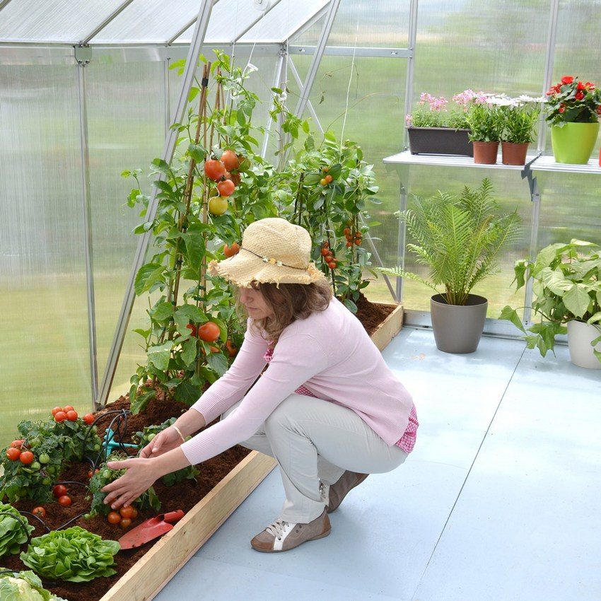 Zdolność poliwęglanu do przepuszczania światła słonecznego i ochrony przed promieniowaniem ultrafioletowym przyczynia się do intensywnego wzrostu uprawianych roślin Zdolność poliwęglanu do przepuszczania światła słonecznego i ochrony przed promieniowaniem ultrafioletowym przyczynia się do intensywnego wzrostu uprawianych roślin
