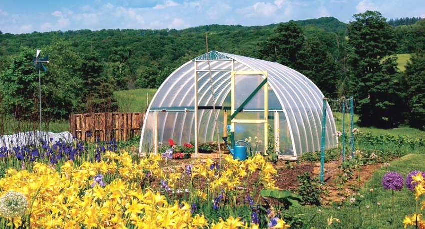 أصبحت البيوت الزجاجية المصنوعة من الأنابيب البلاستيكية أكثر شيوعًا بين البستانيين. أصبحت البيوت الزجاجية المصنوعة من الأنابيب البلاستيكية أكثر شيوعًا بين البستانيين.