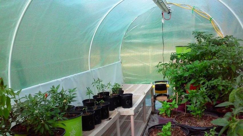 يتم استخدام فيلم البولي كربونات والبولي إيثيلين كغطاء للبيت الزجاجي بإطار مصنوع من الأنابيب البلاستيكية. يتم استخدام فيلم البولي كربونات والبولي إيثيلين كغطاء للبيت الزجاجي بإطار مصنوع من الأنابيب البلاستيكية.