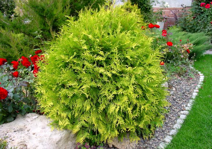 Odmiany tui Danica świetnie wyglądają i nie wymagają dużej pielęgnacji Odmiany tui Danica świetnie wyglądają i nie wymagają dużej pielęgnacji