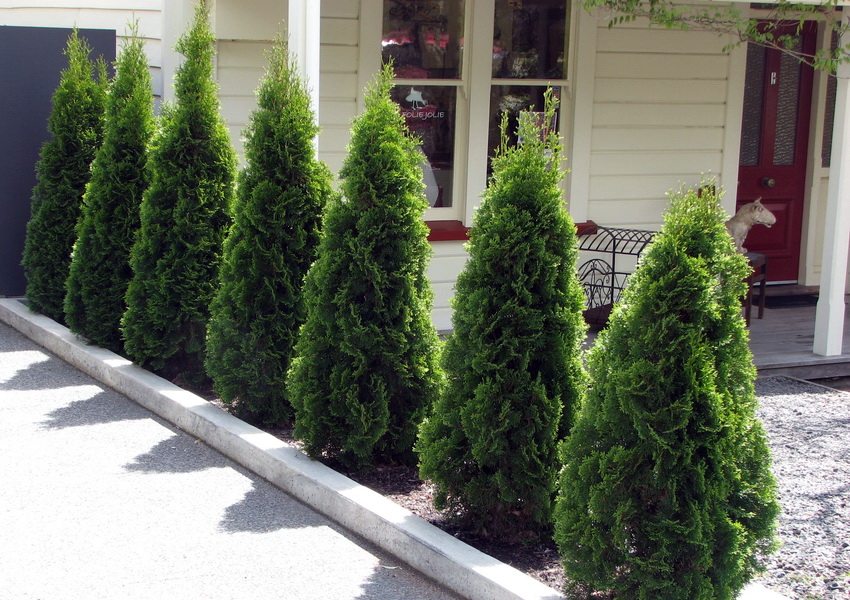 Opcja dekorowania witryny tujami Opcja dekorowania witryny tujami