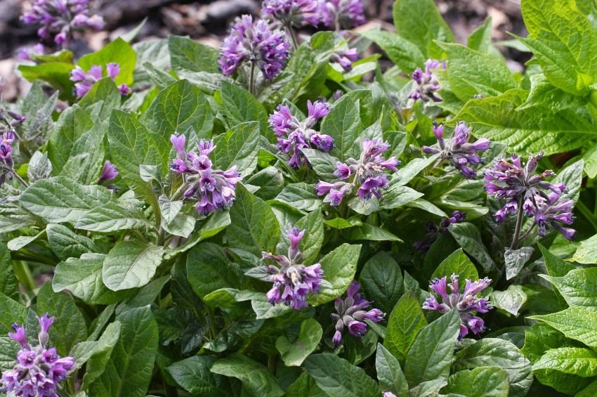 Physalisoid bladder grows in low bushes Physalisoid bladder grows in low bushes