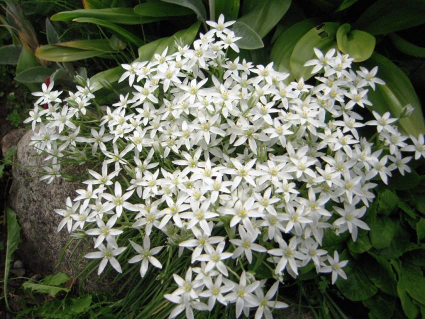 The birdhouse (ornithogalum) is best planted in a sunny place The birdhouse (ornithogalum) is best planted in a sunny place