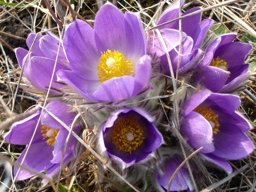 The optimal place for planting lumbago (sleep-grass) is dry soil The optimal place for planting lumbago (sleep-grass) is dry soil