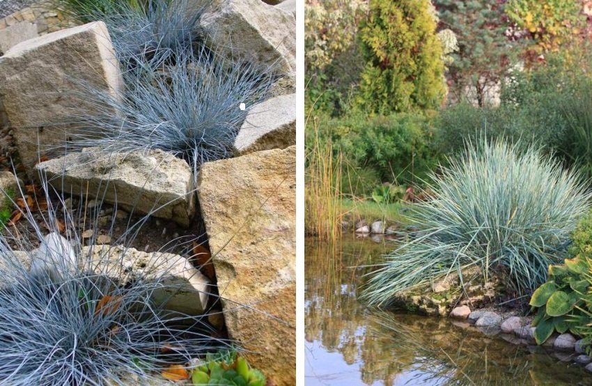 Gray fescue is often used for landscape decoration Gray fescue is often used for landscape decoration