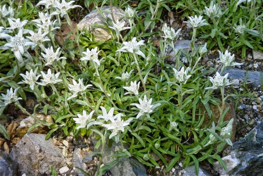 Edelweiss is usually planted at the top of an alpine slide Edelweiss is usually planted at the top of an alpine slide
