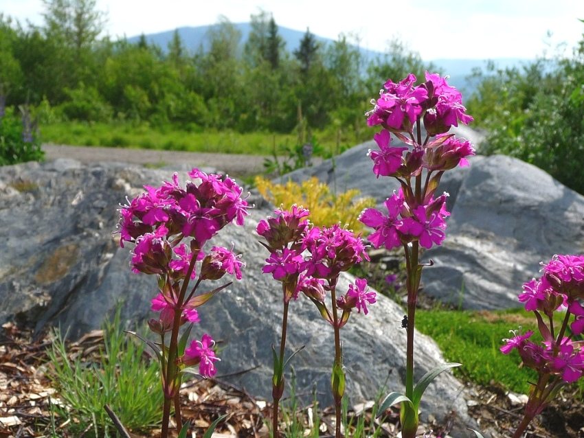 Bright pink inflorescences of Viscaria Lychnis Bright pink inflorescences of Viscaria Lychnis