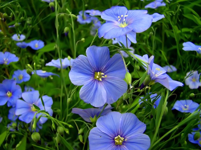 Flax has about 25 varieties and varieties Flax has about 25 varieties and varieties