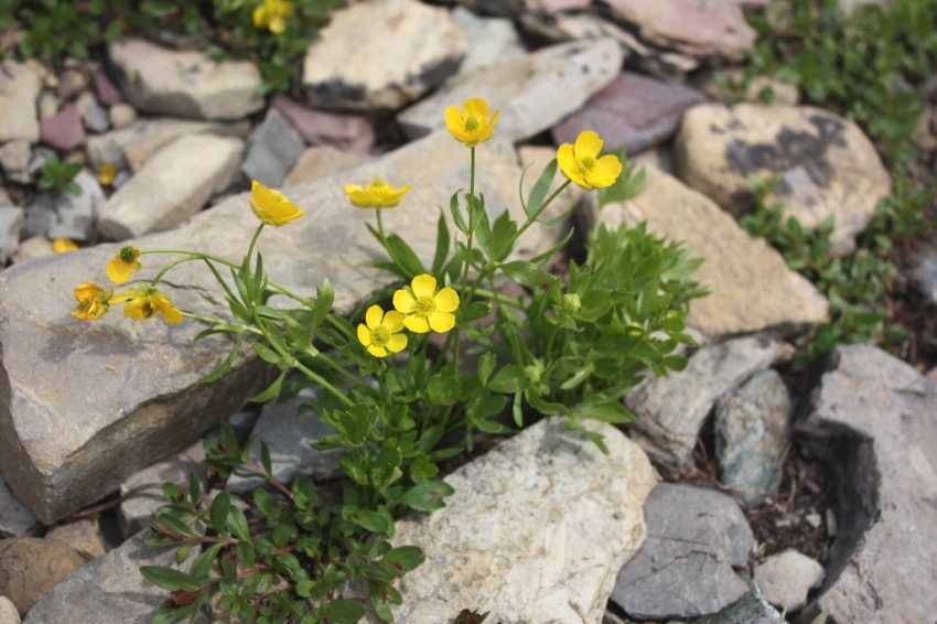 For an alpine slide, it is better to choose a low-growing cinquefoil For an alpine slide, it is better to choose a low-growing cinquefoil