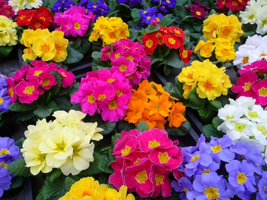Primrose flowers can have a wide variety of colors Primrose flowers can have a wide variety of colors