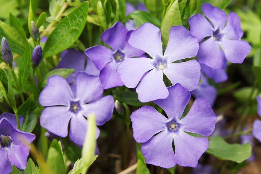 Periwinkle with soft purple flowers and dense leaves Periwinkle with soft purple flowers and dense leaves