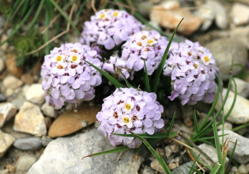 Iberis flowers look great on an alpine slide Iberis flowers look great on an alpine slide
