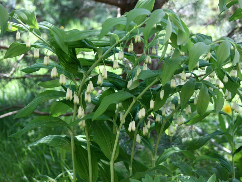 Kupena has long stems with small white flowers Kupena has long stems with small white flowers