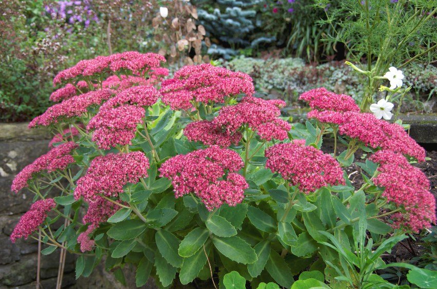 Sedum (sedum) is used to decorate mixborders and alpine slides Sedum (sedum) is used to decorate mixborders and alpine slides