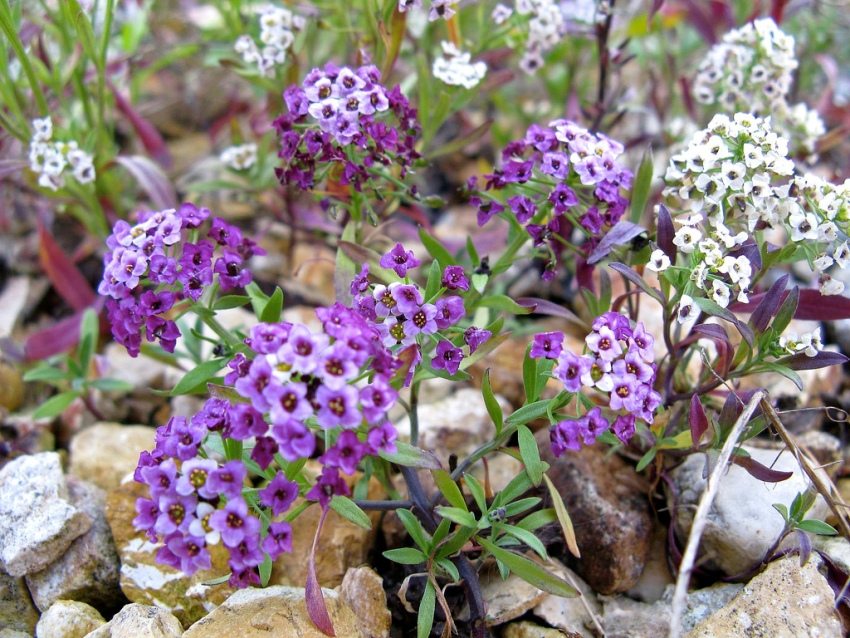 Alyssum rocky looks beautiful on alpine slides and rockeries Alyssum rocky looks beautiful on alpine slides and rockeries