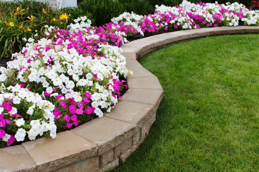 Flower garden of white and pink petunias Flower garden of white and pink petunias