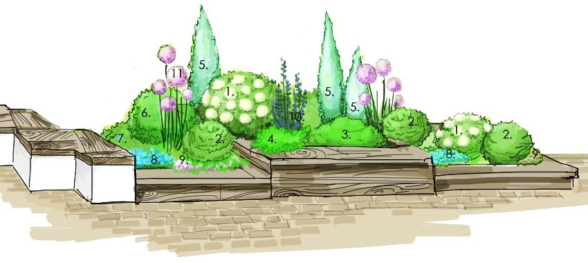 Mixborder scheme: 1 - tree hydrangea; 2 - shrub cinquefoil; 3 - Japanese spirea; 4 - soft cuff; 5 - Sky rocket juniper; 6 - aster Blaubux; 7 - alpine aster; 8 - Armenian veronica; 9 - herb carnation; 10 - delphinium; 11 - giant bow Mixborder scheme: 1 - tree hydrangea; 2 - shrub cinquefoil; 3 - Japanese spirea; 4 - soft cuff; 5 - Sky rocket juniper; 6 - aster Blaubux; 7 - alpine aster; 8 - Armenian veronica; 9 - herb carnation; 10 - delphinium; 11 - giant bow