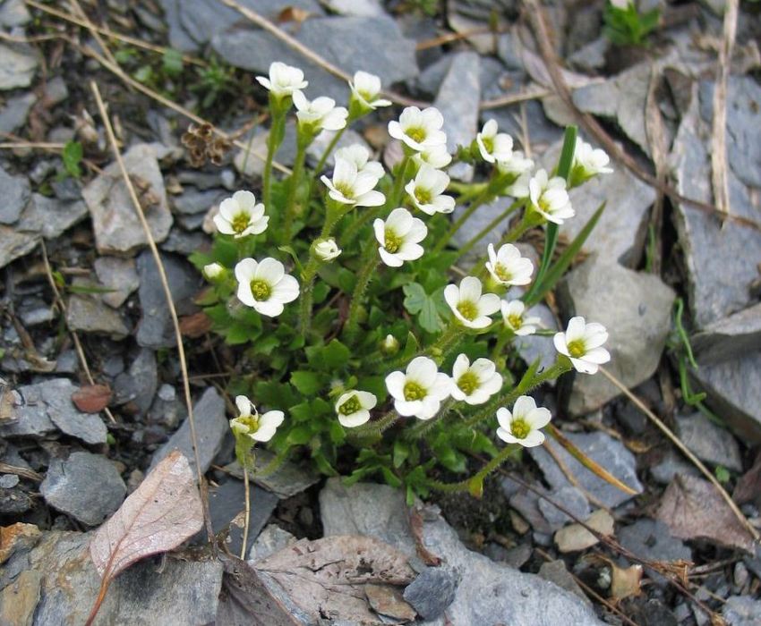 Saxifrage thrives in rocky and stony areas Saxifrage thrives in rocky and stony areas
