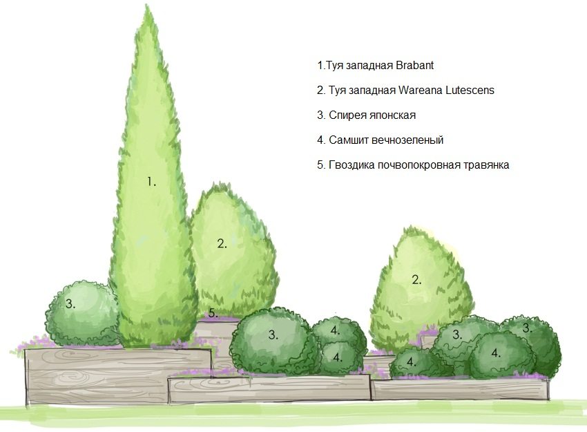 The scheme for creating a mixborder from coniferous bushes The scheme for creating a mixborder from coniferous bushes