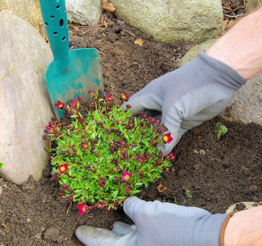 Planting plants between the stones of the rock garden Planting plants between the stones of the rock garden
