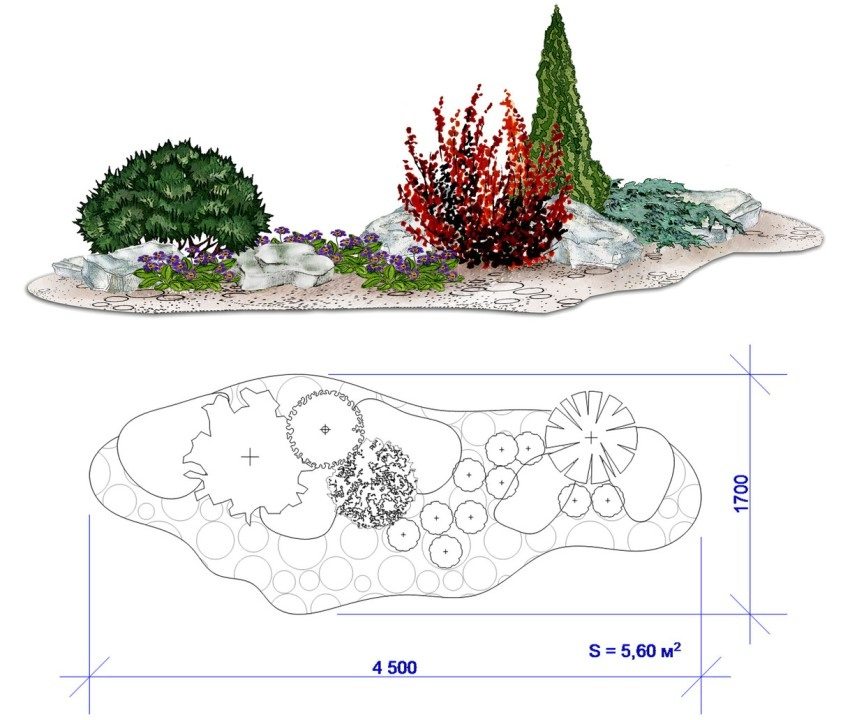 Rockery scheme with barberry and pine Rockery scheme with barberry and pine