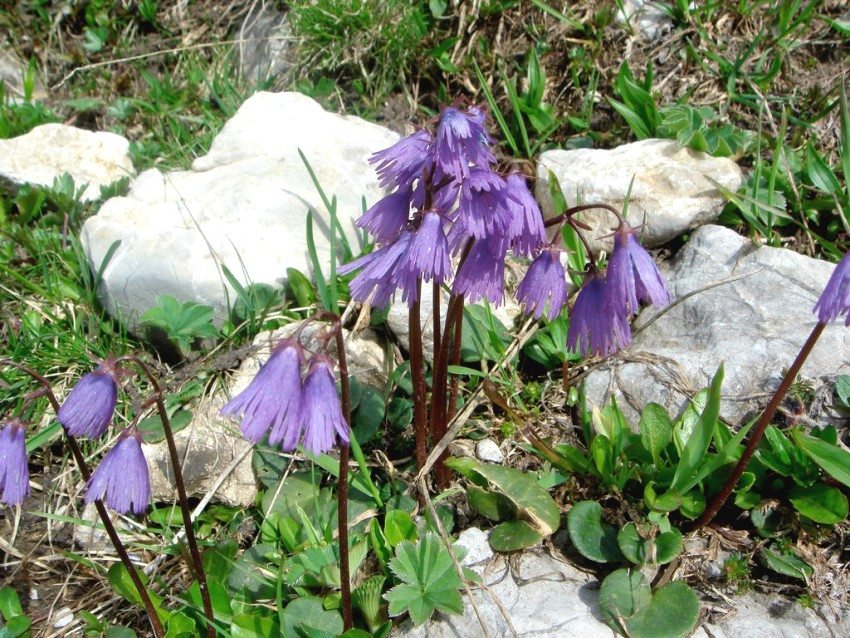 Snow bells (soldanella) grow in small bushes Snow bells (soldanella) grow in small bushes