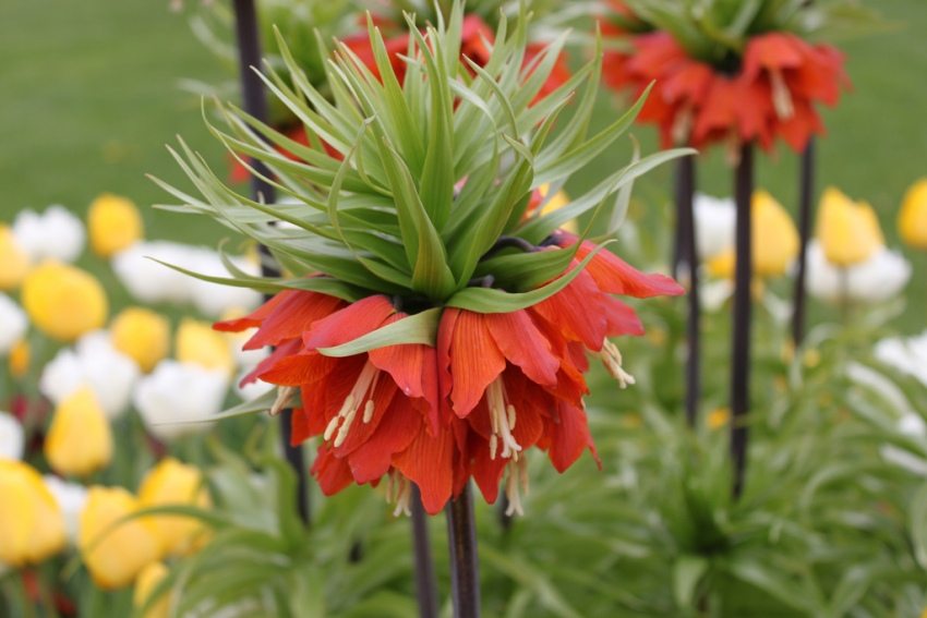 The height of the stem of the hazel grouse can reach 1 m The height of the stem of the hazel grouse can reach 1 m