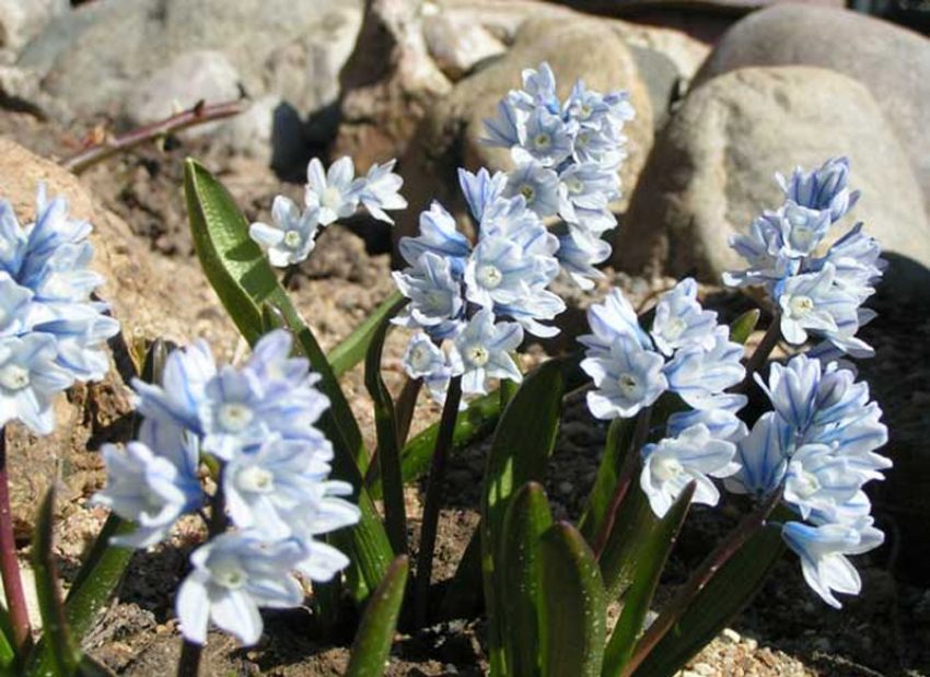 Pushkinia can have white or blue flowers Pushkinia can have white or blue flowers