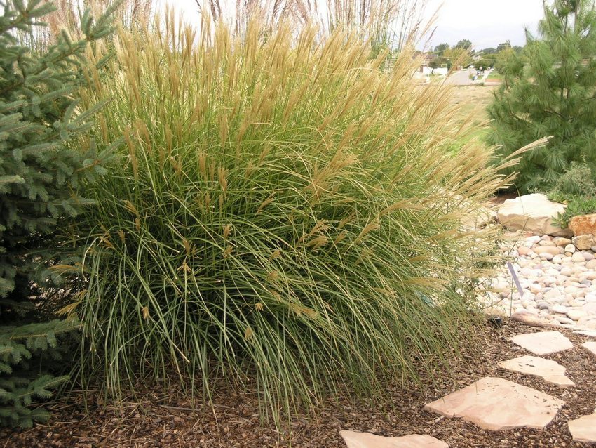 Miscanthus is a popular ornamental grain, perfect for decorating a stone slide. Miscanthus is a popular ornamental grain, perfect for decorating a stone slide.