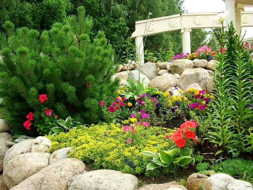 Ephedra are the basic plants in rockeries. Ephedra are the basic plants in rockeries.