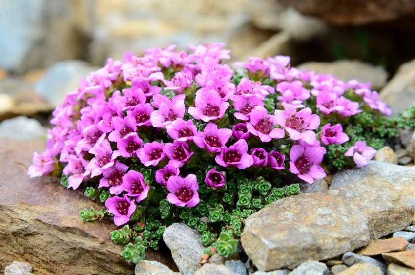 Opposite-leaved saxifrage is a ground cover plant that is excellent for decorating rockeries Opposite-leaved saxifrage is a ground cover plant that is excellent for decorating rockeries