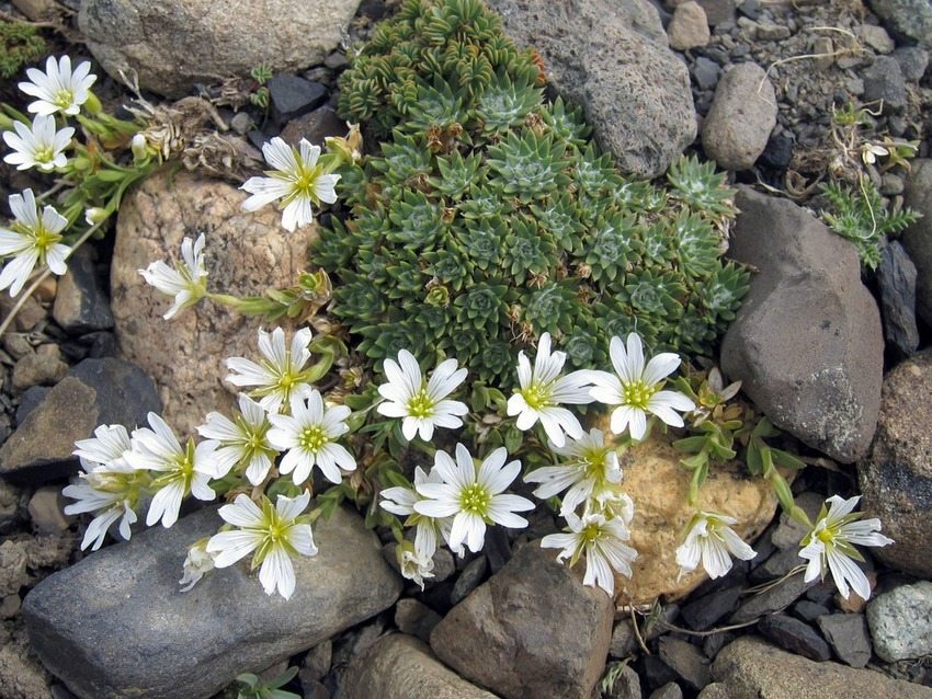 The chimney is usually placed near large stones, in crevices or on slopes The chimney is usually placed near large stones, in crevices or on slopes
