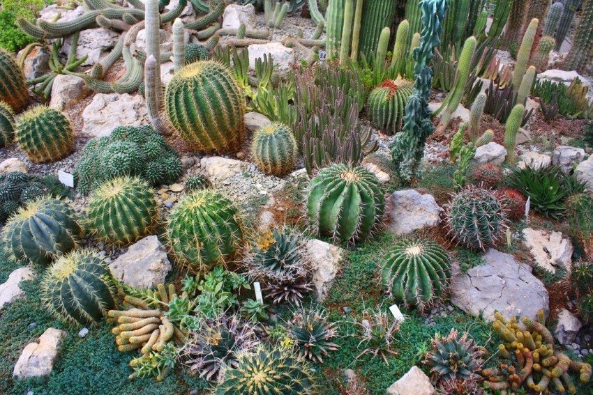Various types of cacti are used in the design of the horizontal rockery Various types of cacti are used in the design of the horizontal rockery