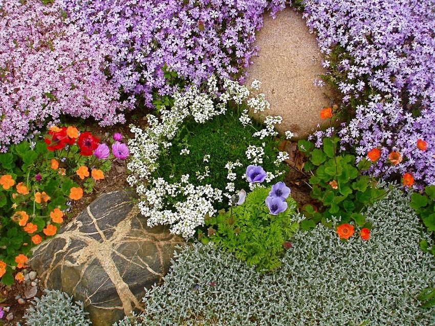 Blooming ground cover plants delight the eye with bright colors and perform a protective function, strengthening the soil Blooming ground cover plants delight the eye with bright colors and perform a protective function, strengthening the soil