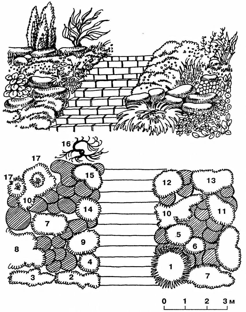 Decorative rockery slide: 1 - horizontal cotoneaster; 2 - alpine arabis; 3 - fragrant violet; 4 - Iberis; 5 - chisel; 6 - turfy carnation; 7 - saxifrage; 8 - Caucasian dorocum; 9 - Carpathian bell; 10 - rotten phlox; 11 - dicenter; 12 - gypsophila; 13 - Canadian solidago; 14 - alissum; 15 - alpine aster; 16 - tamarix; 17 - common juniper Decorative rockery slide: 1 - horizontal cotoneaster; 2 - alpine arabis; 3 - fragrant violet; 4 - Iberis; 5 - chisel; 6 - turfy carnation; 7 - saxifrage; 8 - Caucasian dorocum; 9 - Carpathian bell; 10 - rotten phlox; 11 - dicenter; 12 - gypsophila; 13 - Canadian solidago; 14 - alissum; 15 - alpine aster; 16 - tamarix; 17 - common juniper