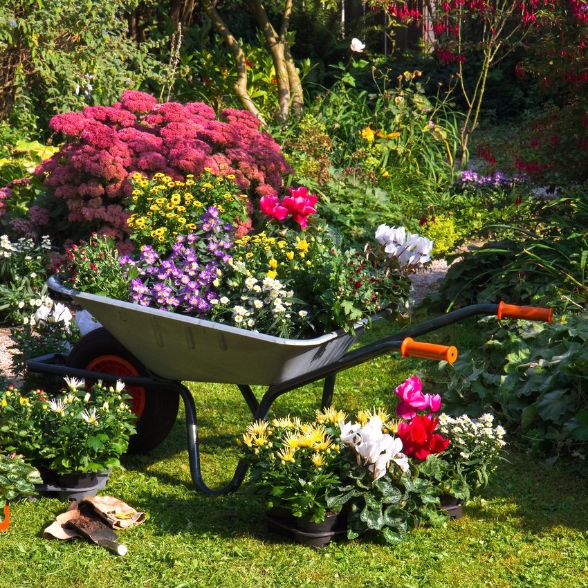 Det ideelle resultat afhænger endda af nuancer som knoppernes form og farve. Det ideelle resultat afhænger endda af nuancer som knoppernes form og farve.