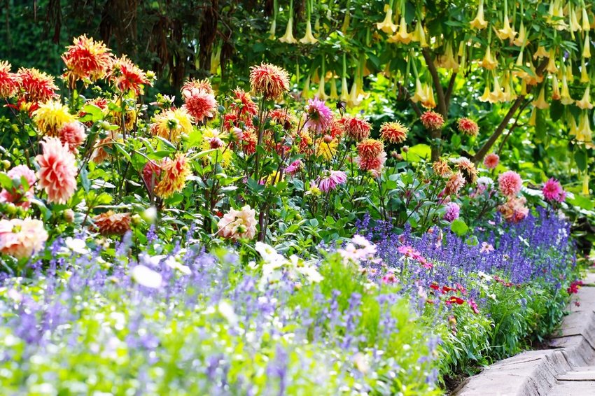 Valget af antal planter og deres typer afhænger af størrelsen og placeringen af den fremtidige blomsterhave Valget af antal planter og deres typer afhænger af størrelsen og placeringen af den fremtidige blomsterhave