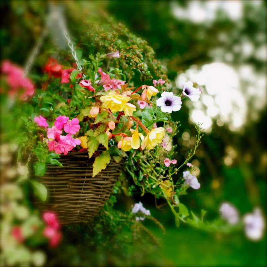 En almindelig kurv blev brugt som planter til en container med blomster. En almindelig kurv blev brugt som planter til en container med blomster.