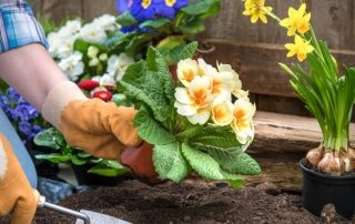 Luettelo monivuotisista kukista kesämökille: valokuva kasvien nimillä ja kuvauksilla