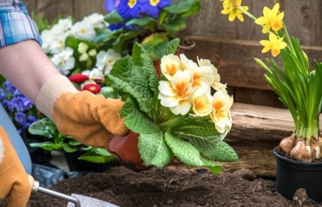 แคตตาล็อกดอกไม้ยืนต้นสำหรับบ้านพักฤดูร้อน: ภาพถ่ายพร้อมชื่อและคำอธิบายของพืช