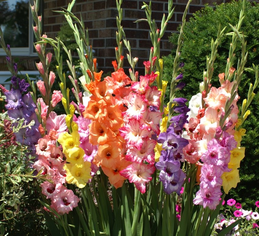 Gladiolus - tradycyjne kwiaty w letnich domkach Gladiolus - tradycyjne kwiaty w letnich domkach