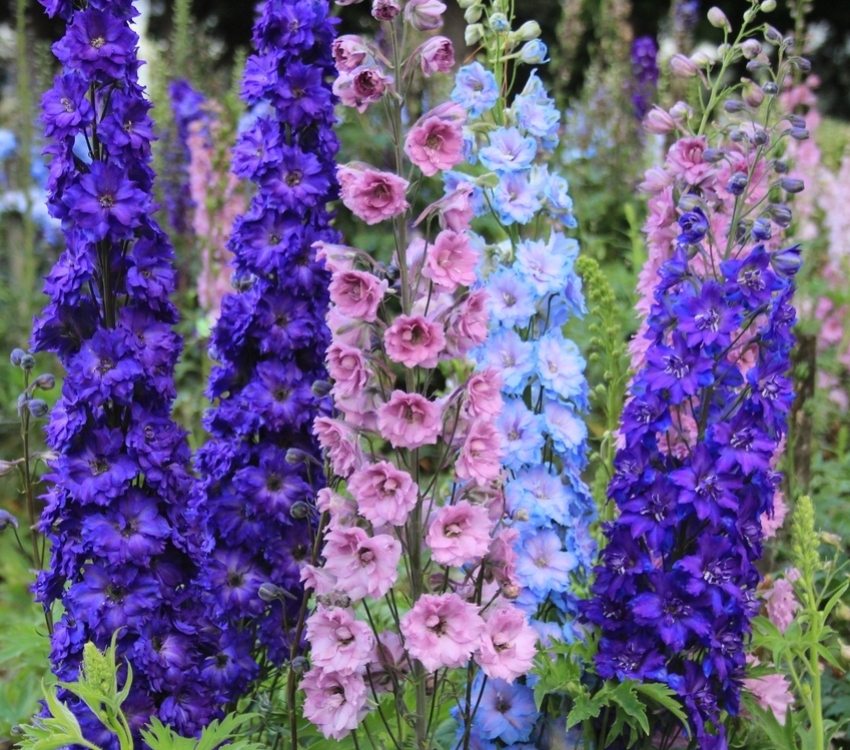 Delphinium - kochający wilgoć kwiat Delphinium - kochający wilgoć kwiat