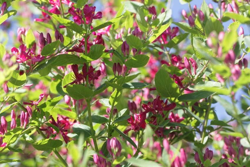 Istnieje wiele odmian wiciokrzewu Istnieje wiele odmian wiciokrzewu