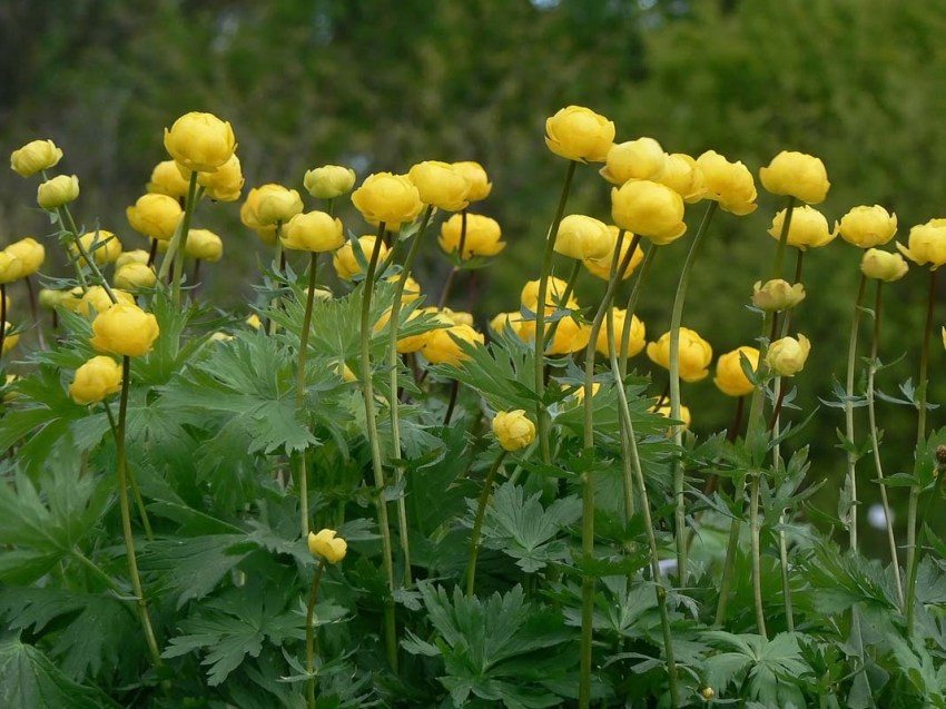 Kostium kąpielowy z dużymi żółtymi pąkami Kostium kąpielowy z dużymi żółtymi pąkami